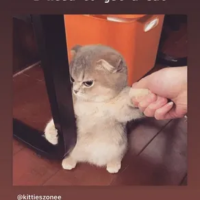 I need to get a cat