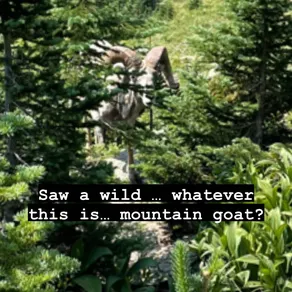 Saw a wild … whatever this is… mountain goat?