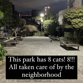 This park has 8 cats! 8!!! All taken care of by the neighborhood