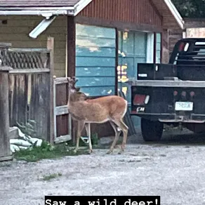 Saw a wild deer!