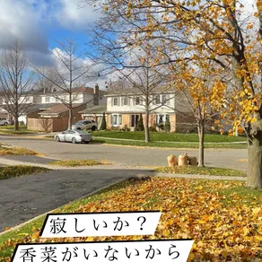 寂しいか?
香菜がいないから
泣いている
クリ俳句