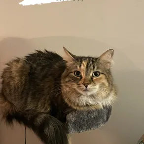 I love this cat so much