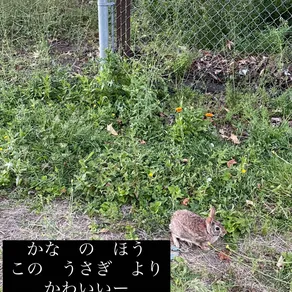 I saw this rabbit yesterday  かな の ほう
この うさぎ より
かわいいー クリ俳句